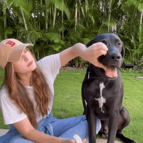 Image of RENOVAPET - ¡Dile adiós al sarro!